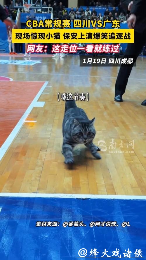 CBA赛场“意外”:两只猫咪闯入捣乱,保安上演爆笑追逐战 CBA赛场“意外”:两只猫咪闯入捣乱,保安上演爆笑追逐战